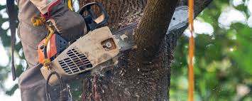 Best Palm Tree Trimming  in Mauston, WI