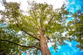  Mauston, WI Tree Removal Pros