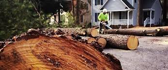 Best Tree Health Inspection  in Mauston, WI