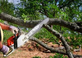 Best Fruit Tree Pruning  in Mauston, WI