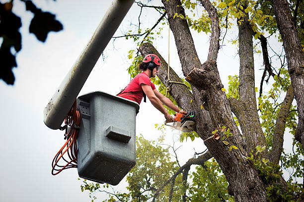 Best Stump Grinding and Removal  in Mauston, WI