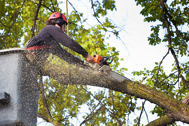 Best Lawn Irrigation Installation and Maintenance  in Mauston, WI